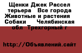 Щенки Джек Рассел терьера - Все города Животные и растения » Собаки   . Челябинская обл.,Трехгорный г.